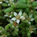 Sedum caespitosum
